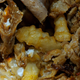 Dig beneath the meat and sauce to find a pillow made of hot chips.